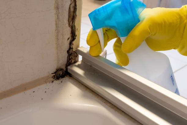 Best Toxic Mold Removal  in Dallesport, WA