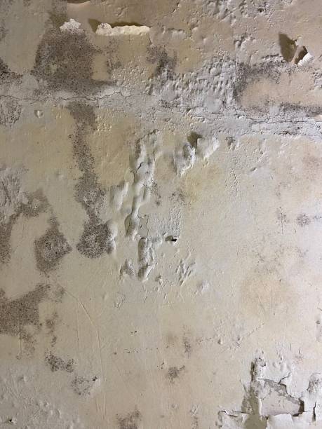 Best Mold Damage Repair  in Dallesport, WA