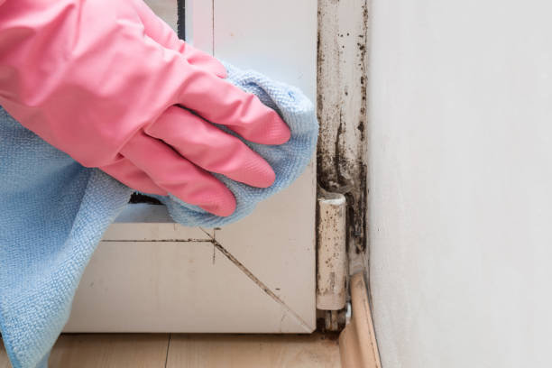 Best Attic Mold Removal  in Dallesport, WA