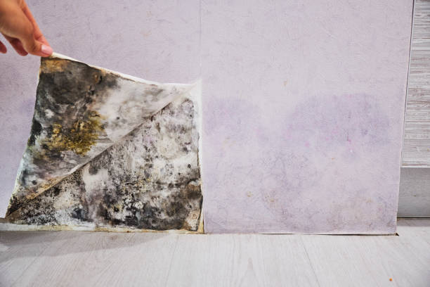 Best Mold Remediation  in Dallesport, WA